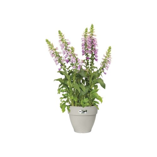 Elho Bloempot Vibia Campana rond 25cm wit - afbeelding 2