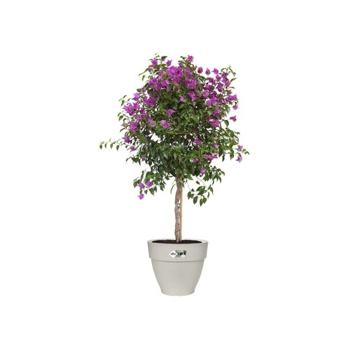 Elho Bloempot Vibia Campana rond 35cm wit - afbeelding 2