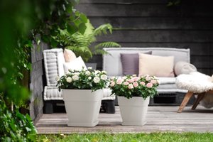 Elho Bloempot Vibia Campana vierkant 37cm wit - afbeelding 3
