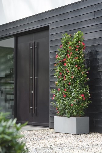 Sociale wetenschappen rechtop geschenk Elho Bloempot Vivo Next Lang 60cm grijs - Tuincentrum Coppelmans