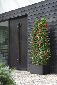 Elho Bloempot Vivo Next Lang 80cm zwart - afbeelding 1