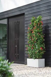 elho bloempot vivo next lang d60 h29cm Wit - afbeelding 3