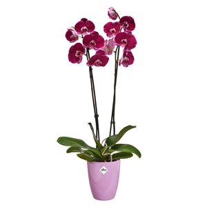 Elho brussels diamond orchidee hoog 12,5cm levendig violet - afbeelding 2