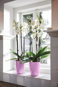 Elho brussels diamond orchidee hoog 12,5cm levendig violet - afbeelding 4