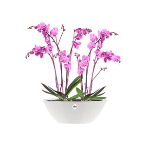Elho brussels diamond ovaal 36cm wit - afbeelding 2