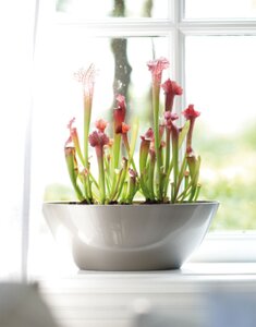 Elho brussels diamond ovaal 46cm - afbeelding 3
