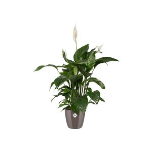 Elho brussels diamond rond 14cm oyster pearl - afbeelding 2
