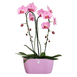 Elho brussels orchidee duo 25cm levendig violet - afbeelding 2