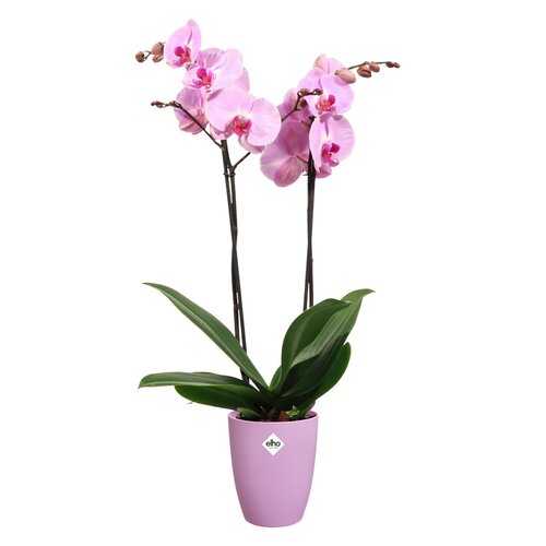Elho brussels orchidee hoog 12,5cm levendig violet - afbeelding 2