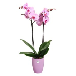 Elho brussels orchidee hoog 12,5cm levendig violet - afbeelding 2