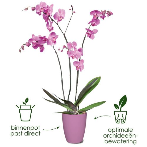Elho brussels orchidee hoog 12,5cm levendig violet - afbeelding 3