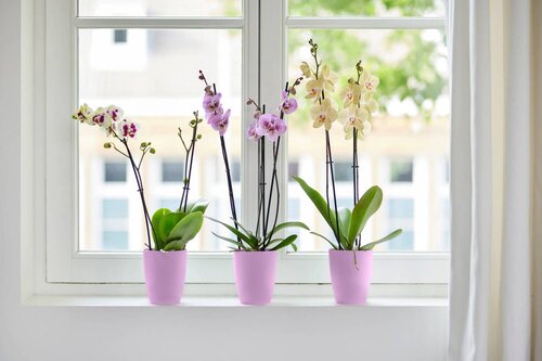 Elho brussels orchidee hoog 12,5cm levendig violet - afbeelding 5