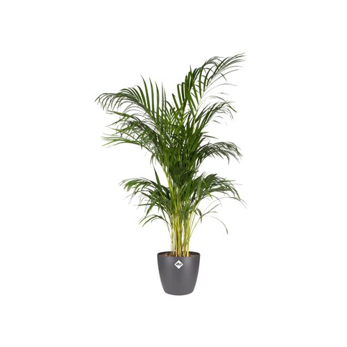 Elho brussels rond 18cm antraciet - afbeelding 2