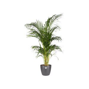 Elho brussels rond 18cm antraciet - afbeelding 2