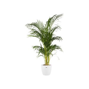 Elho brussels rond 22cm wit - afbeelding 2