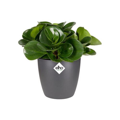 Elho brussels rond mini 12,5cm antraciet - afbeelding 2