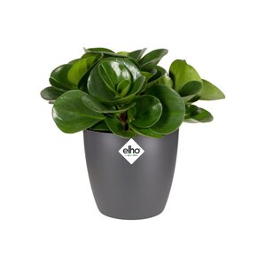 Elho brussels rond mini 12,5cm antraciet - afbeelding 2