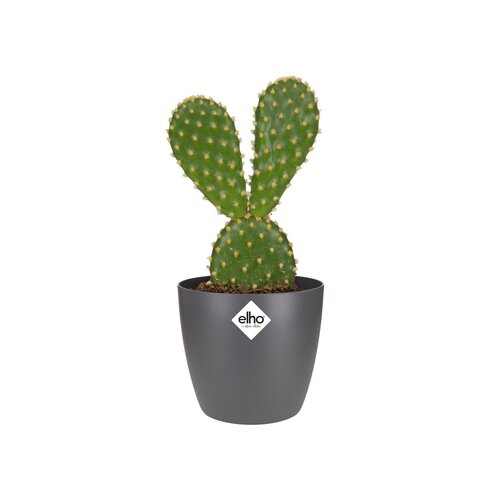 Elho brussels rond mini 7cm antraciet - afbeelding 2
