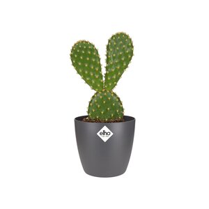 Elho brussels rond mini 7cm antraciet - afbeelding 2