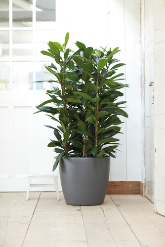 Elho brussels rond wielen 35cm antraciet - afbeelding 5