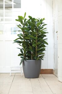 Elho brussels rond wielen 35cm antraciet - afbeelding 5
