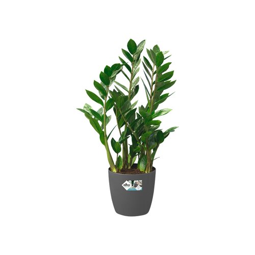Elho brussels rond wielen 40cm antraciet - afbeelding 2