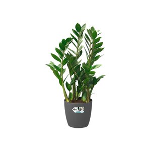 Elho brussels rond wielen 40cm antraciet - afbeelding 2