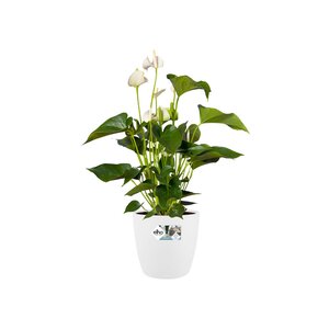 Elho brussels rond wielen 47cm wit - afbeelding 2