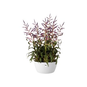 Elho brussels schaal 23cm wit - afbeelding 2