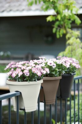 Elho corsica flower bridge 30cm - afbeelding 3