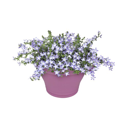 Elho corsica regenpijpbakje 24cm - afbeelding 2