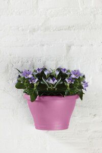 Elho corsica wandbak 25cm - afbeelding 4