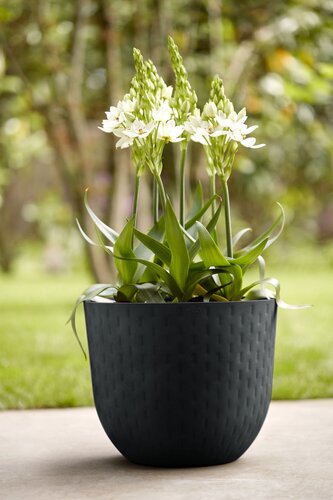 Elho fuente grains rond 30cm - afbeelding 6