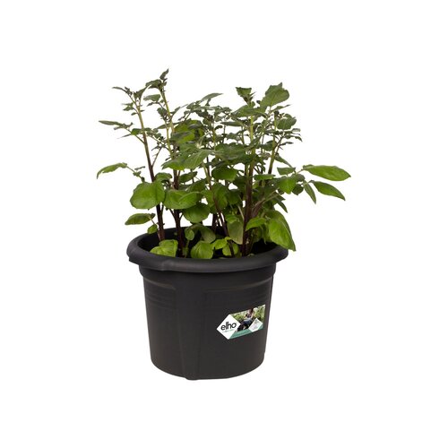 Elho green basics aardappel pot 33cm living black - afbeelding 2