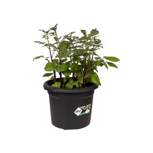 Elho green basics aardappel pot 33cm living black - afbeelding 2