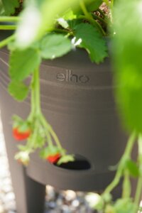 Elho Green Basics Aardbeien Pot 33 Zwart - afbeelding 5
