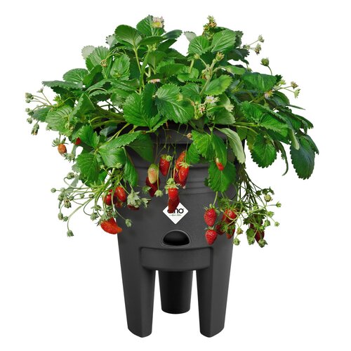 Elho green basics aardbeien pot 33cm living black - afbeelding 2