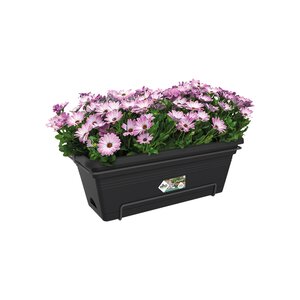 Elho green basics balkonbak xl allin1 55cm living black - afbeelding 2