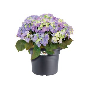 Elho green basics cilinder 25cm - afbeelding 2