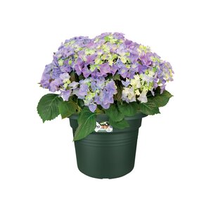 Elho green basics cilinder 25cm - afbeelding 2