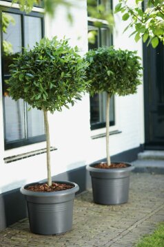 Elho green basics cilinder 25cm - afbeelding 4