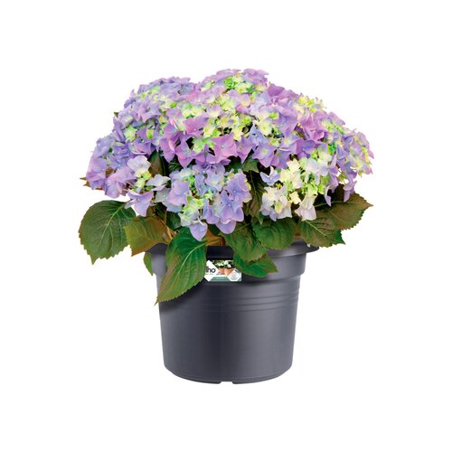 Elho green basics cilinder 35cm living black - afbeelding 2