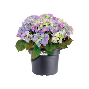 Elho green basics cilinder 35cm living black - afbeelding 2