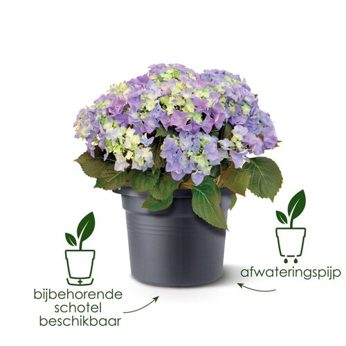 Elho green basics cilinder 35cm living black - afbeelding 3