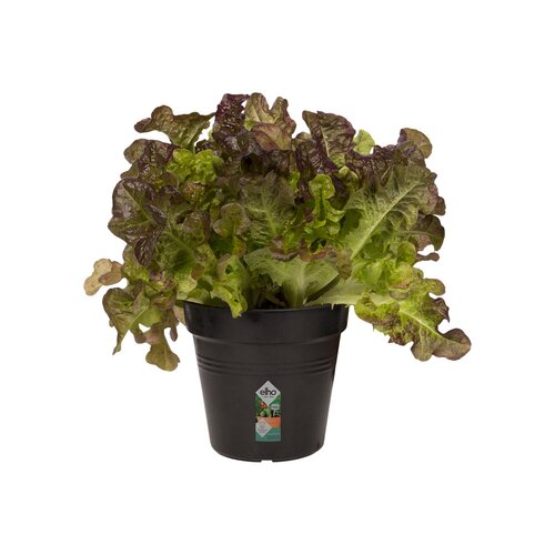 Elho green basics kweekpot 11cm living black - afbeelding 2