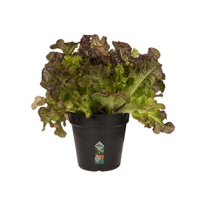 Elho green basics kweekpot 11cm living black - afbeelding 2