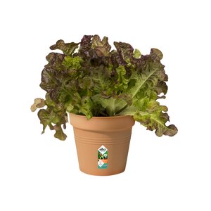Elho green basics kweekpot 11cm mild terra - afbeelding 2