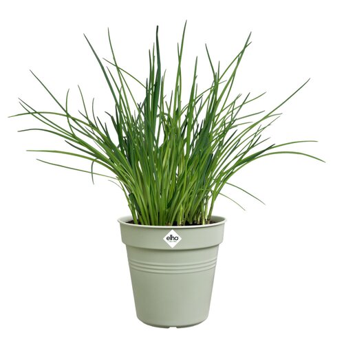 Elho green basics kweekpot 11cm steengroen - afbeelding 2