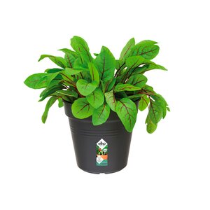 Elho green basics kweekpot 13cm living black - afbeelding 2