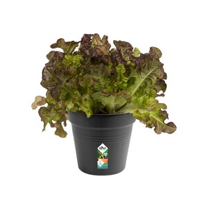 Elho green basics kweekpot 15cm living black - afbeelding 2